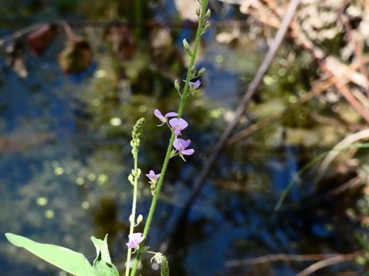 {Desmodium glabellum}